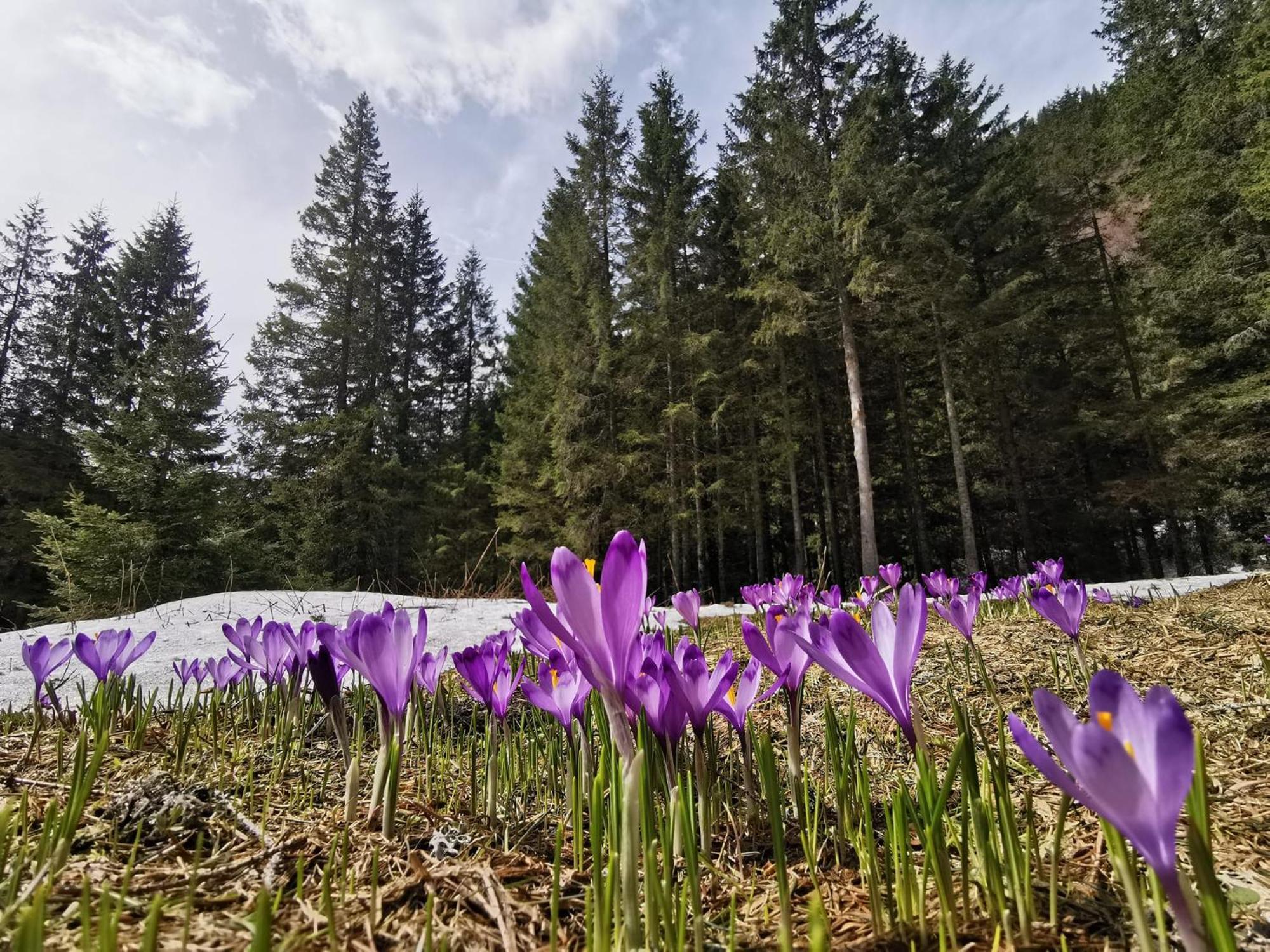 Cabana Conacul Ursului Cumpăna Exterior foto